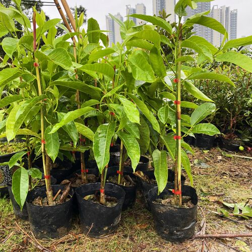多季开花 白玉兰白兰花树苗嫁接苗木花卉名花南方北方盆栽地栽 - 图1