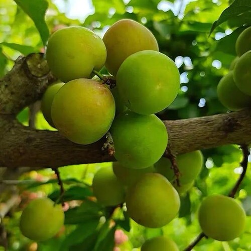 新品种峰糖李子苗特大果早熟晚熟钱排银妃三华李嫁接苗南方北方 - 图2