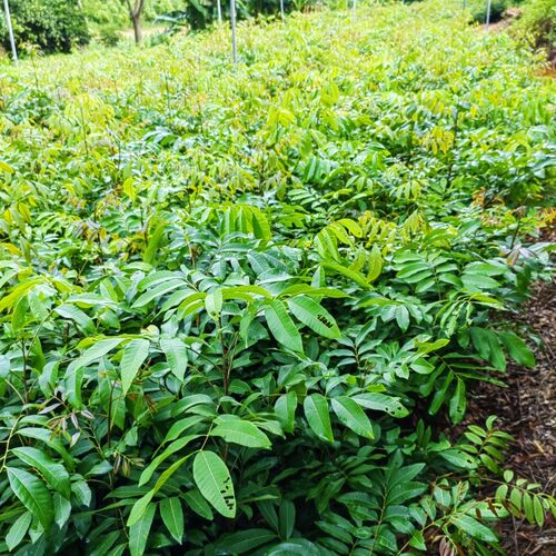 特大果核小肉厚32号石硖龙眼树苗嫁接苗四季密龙眼果树苗南方北方 - 图2