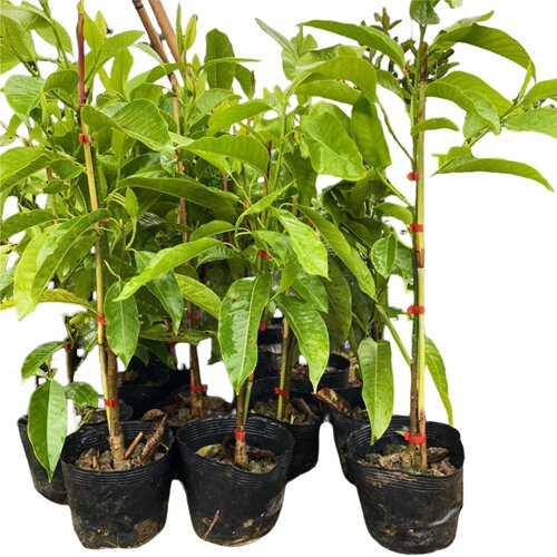 多季开花 白玉兰白兰花树苗嫁接苗木花卉名花南方北方盆栽地栽 - 图3