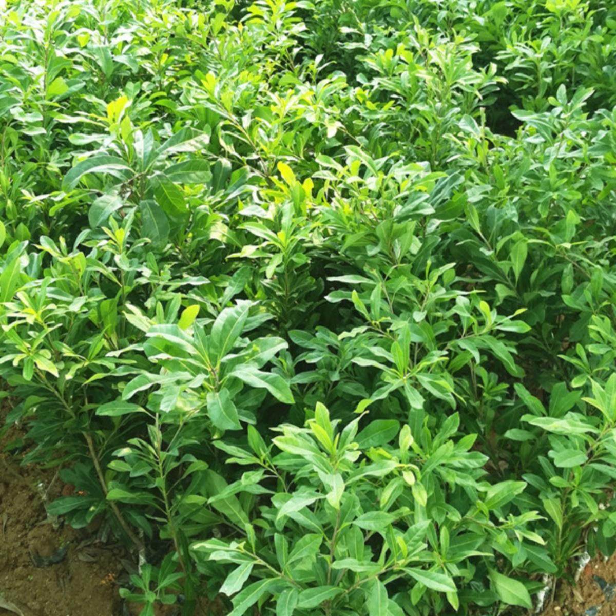 新品种特大果改良高甜度东魁杨梅树苗嫁接苗甜黑炭杨梅果苗大苗 - 图0