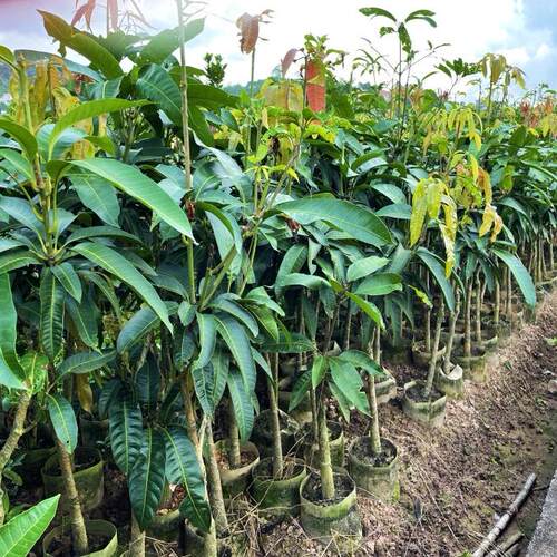 当年结果四季型大果金煌芒田东桂七香芒果苗嫁接苗果树苗盆栽地栽 - 图0