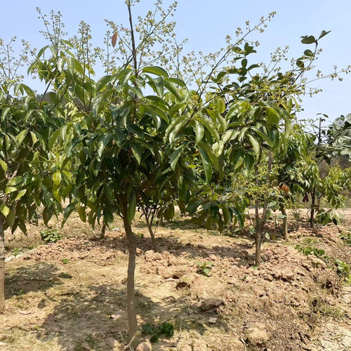 特大桂味糯米糍A4无核荔枝苗果树苗妃子笑嫁接苗盆栽地栽南方北方 - 图0