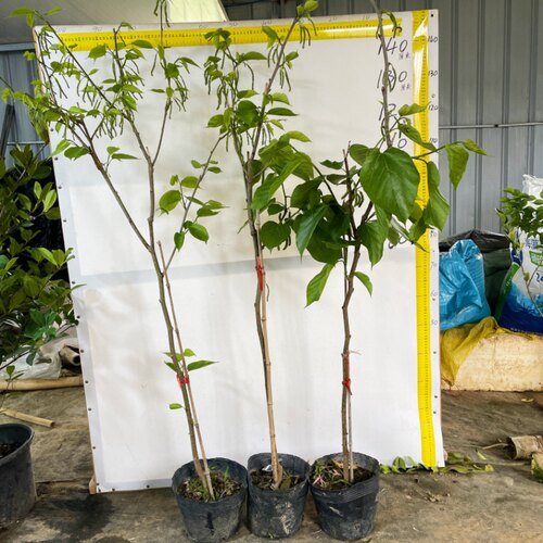 新品种大果紫金蜜桑甜长桑葚圆果桑嫁接果树苗盆栽地栽南方北方 - 图0