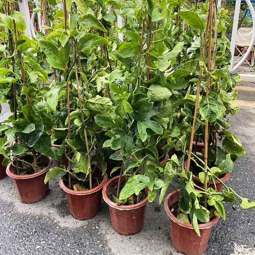 西番莲果苗鸡蛋果苗百香果大果金3号钦蜜九号嫁接苗四季盆栽地栽 - 图1