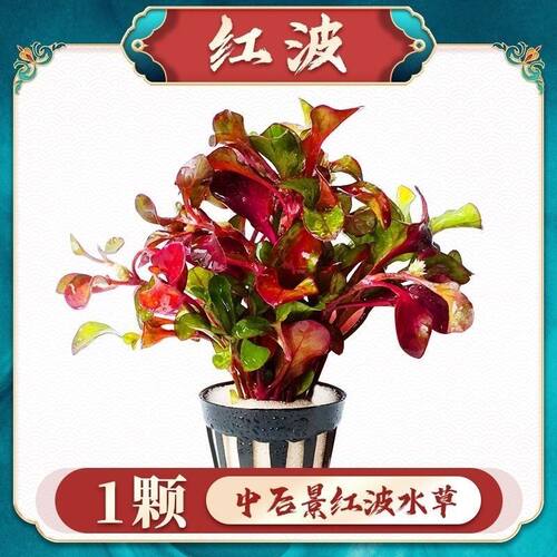 红波水草活体真植物新手好养鱼缸造景阴性水草增氧净水中后景草 - 图1