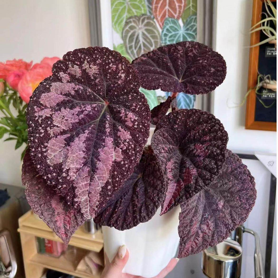 直播一物一拍秋海棠花烛蔓绿绒四季观叶室内阳台庭院盆栽网红热植,淘宝优惠券,粉丝福利购,淘宝优惠卷