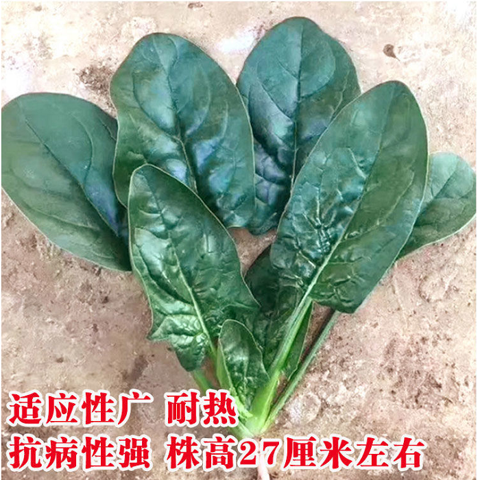 黑丫蛋菠菜种子红根大叶肉厚菠菜种籽秋冬季耐寒速生菠菜籽种孑-图2