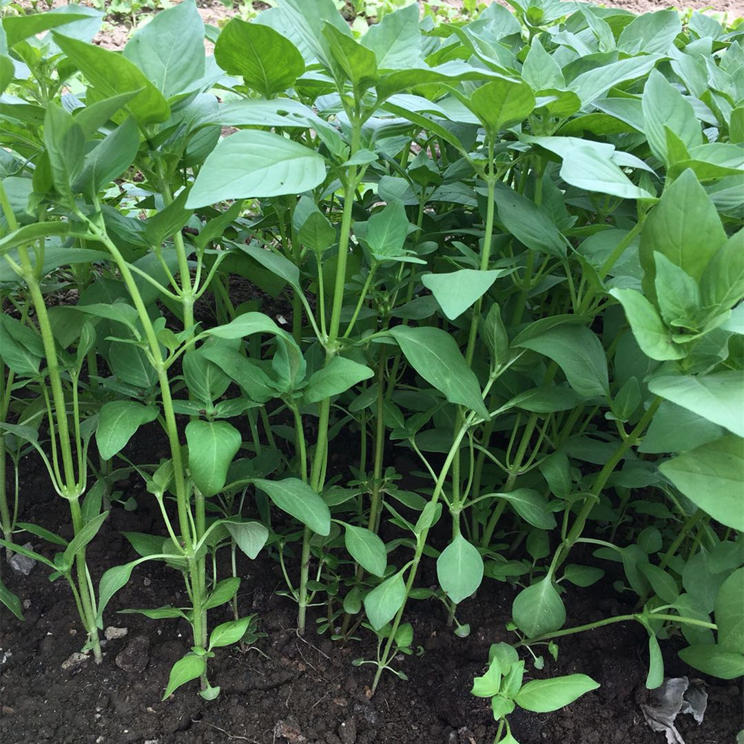 河南特产新鲜荆芥菜苗大叶食用嫩茎芥凉拌调味菜现摘冰鲜发货包邮 - 图1