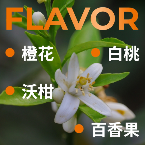 捌比特埃塞俄比亚花魁11花魁X罕贝拉SOE精品手冲意式咖啡豆250g - 图2