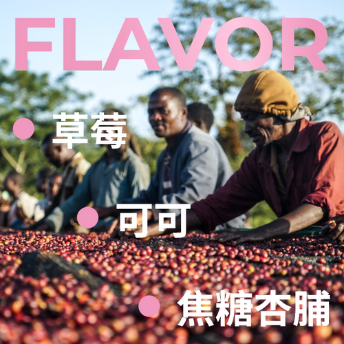 捌比特埃塞俄比亚花魁11花魁X罕贝拉SOE精品手冲意式咖啡豆250g - 图3