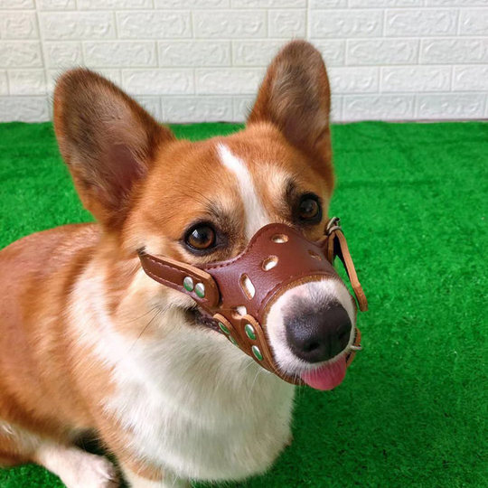 Pet supplies dog muzzle anti-bite corgi mask