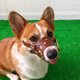 Pet supplies dog muzzle anti-bite corgi mask