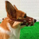 Pet supplies dog muzzle anti-bite corgi mask