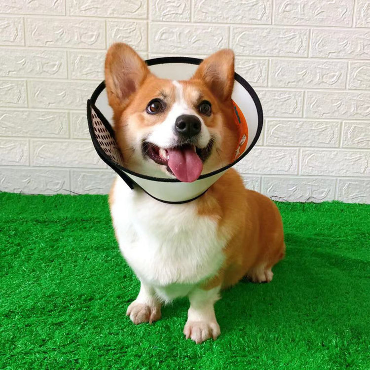 狗伊丽莎白圈宠物用品柯基中型犬美容罩防舔猫防水防咬狗保护头套,淘宝优惠券,粉丝福利购,淘宝优惠卷