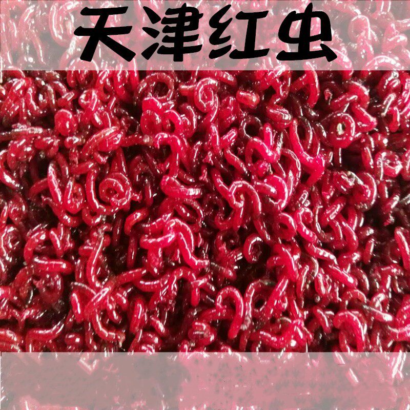 鲜红虫鱼虫子鲜活蚊子活虫线虫血虫活饵赤虫活的冰鲜红虫饵小虫