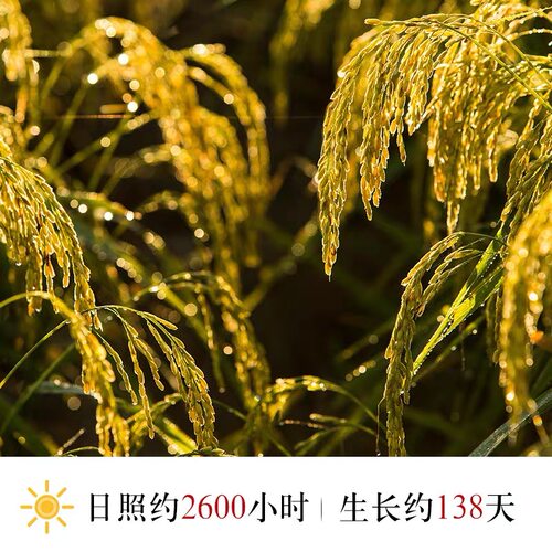 没想稻五常大米10斤装黑龙江好米稻香米5kg东北大米粳米当季新米 - 图3