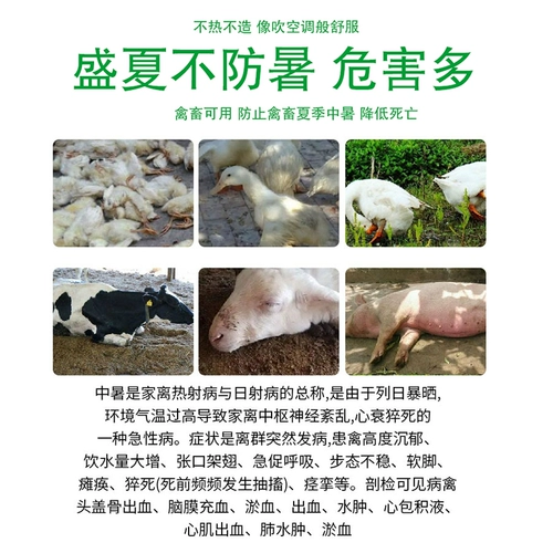 Bingshuang VC Beast Beast Vitamin C Порош