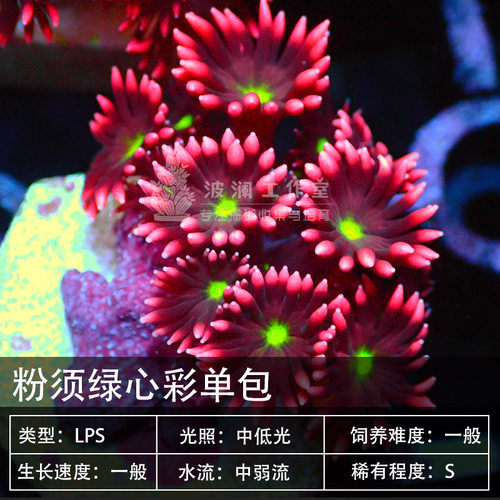 红单包绿宝石花日本单苞茉莉花彩单包珊瑚软体LPS海水鱼缸活体 - 图2