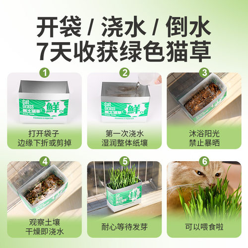 猫草盆栽小麦种子土培懒人种植猫薄荷成猫幼猫去毛球化毛猫咪洁齿 - 图2