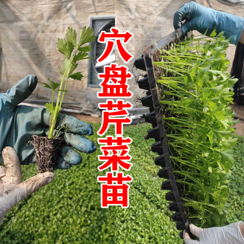 寿光大肉皇后西芹苗大苗耐寒蔬菜苗秧苗芹菜根苗苗秧四季阳台大田,淘宝优惠券,粉丝福利购,淘宝优惠卷