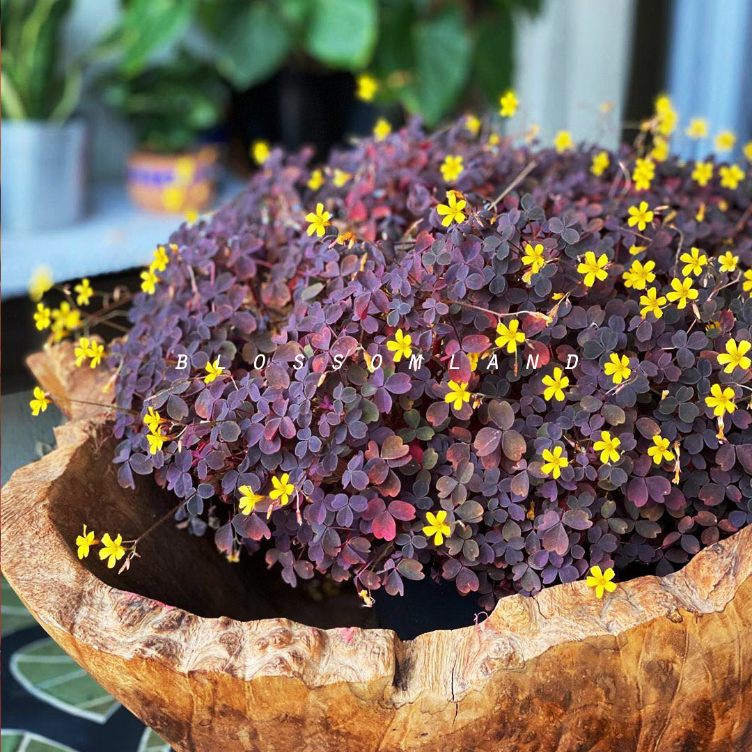 暖暖半岛 熔岩酢浆草 小红枫心叶ins风迷你观叶植物多年生耐阴 - 图1