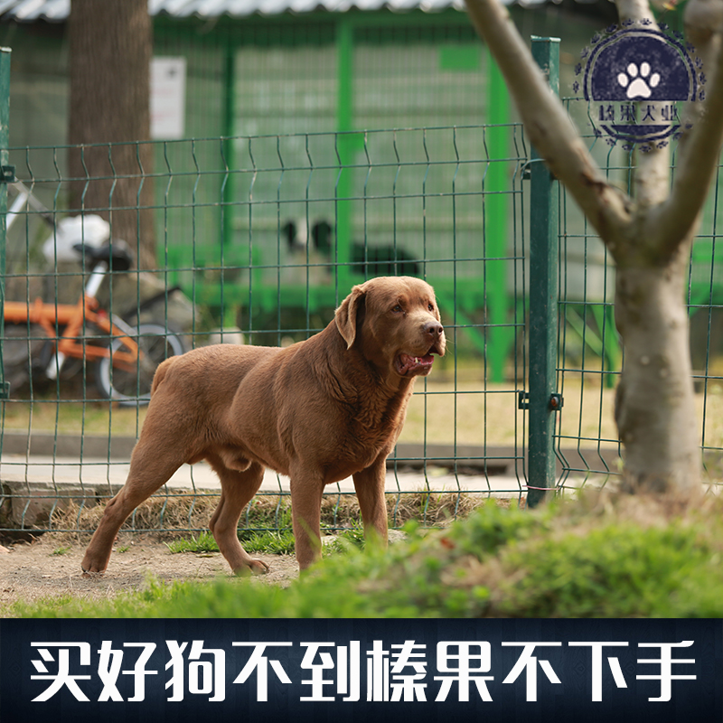 【榛果犬业】上海最大专业宠物养殖！巧克力色拉布拉多对外配种-图0