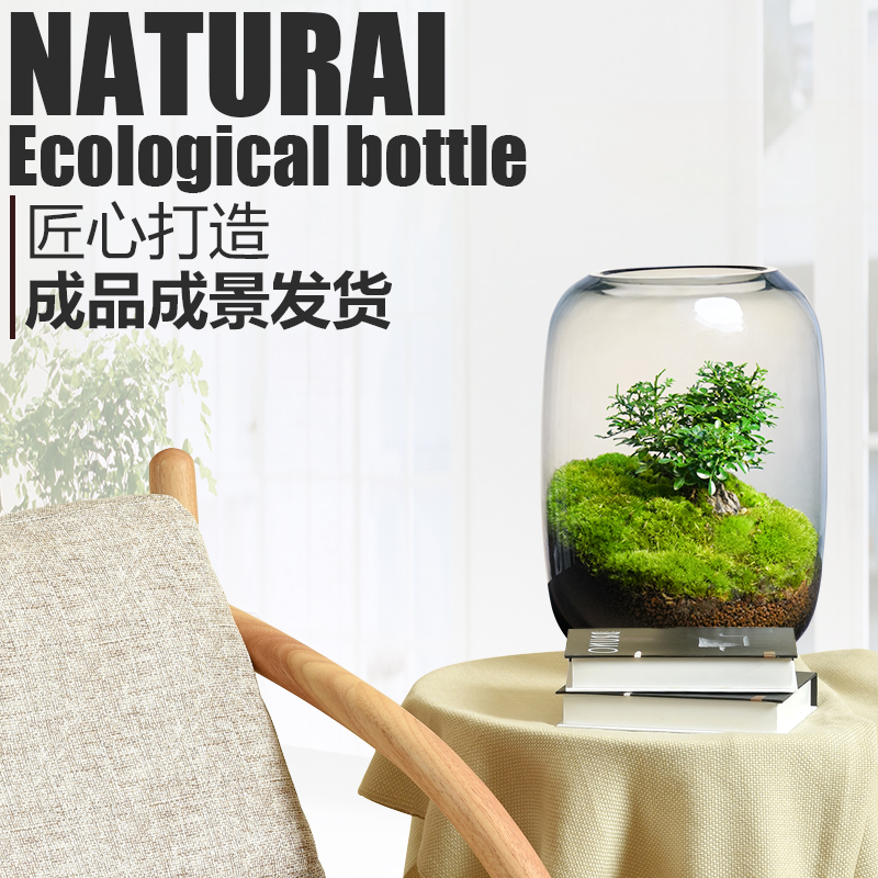 桌面植物景观玻璃生态瓶绿植苔藓成品好养创意绿植室内装饰摆件 - 图1