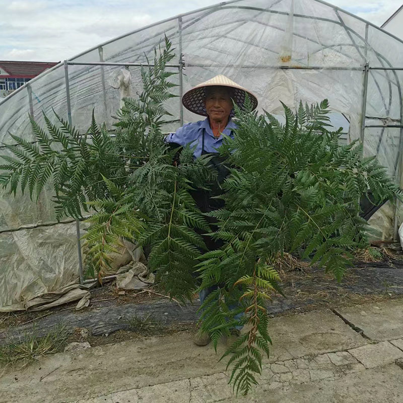 庭院室内耐寒喜阴大型蕨类植物造景绿植盆栽肾蕨针毛荚果蕨彩虹蕨 - 图3