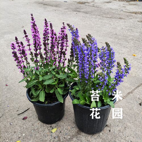 蓝花林荫鼠尾草盆栽阳台庭院花镜植物搭配天蓝墨西哥萨利芳薰衣草 - 图1