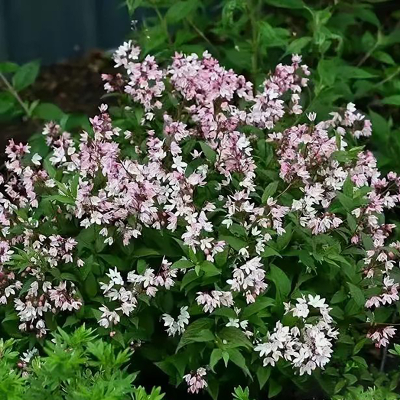 【多花溲疏】冰生雪球草莓田雪樱花多年生耐寒耐热花卉花量大好养 - 图1