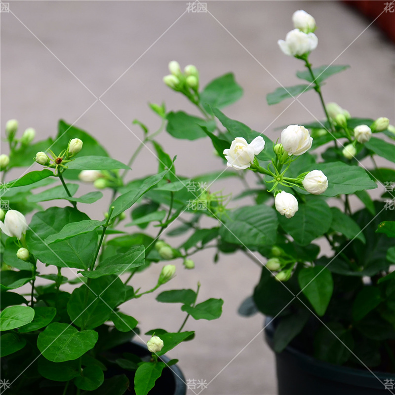 重瓣茉莉花盆栽苗香水茉莉双色茉莉阳台庭院四季开花好养易活植物-图0