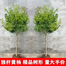 Solo pole yellow poplar Miao Miao villa courtyard large bonsai resistant to cold all season evergreen easily to be a live small leafy melon seeds yellow Yang Miao