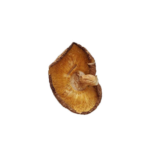 向老伯大片香菇500g 干货碎香菇碎片菇食用菌子冬菇商用煲汤食材 - 图3