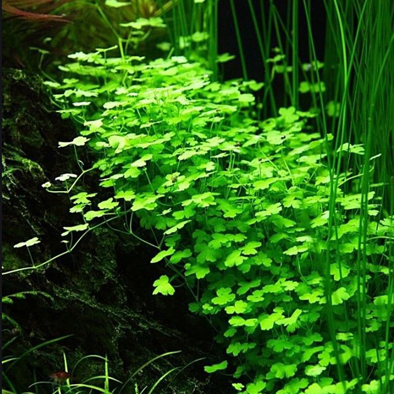 懒人淡水迷你天湖荽草/天湖葵茜水草水中叶活体植物鱼缸造景前景 - 图3