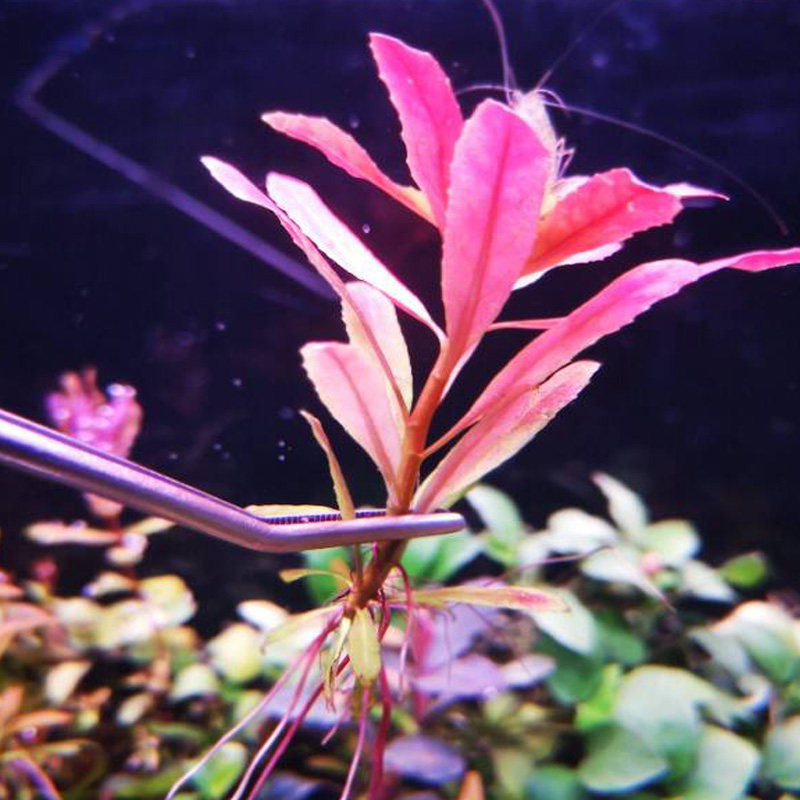 稀有品种草缸中前景真水草北美丁香水中叶鱼缸造景活体虾缸造景,淘宝优惠券,粉丝福利购,淘宝优惠卷
