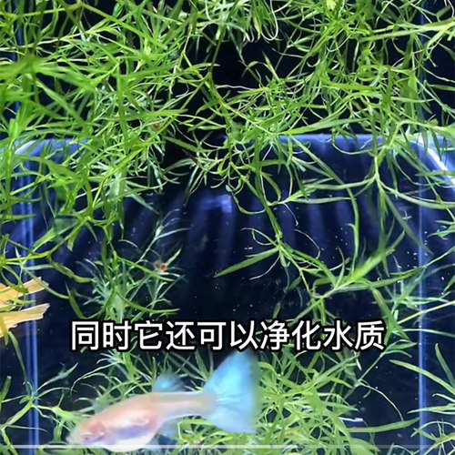 原生缸古法淡水水草紫竹寥鱼缸紫竹印度小竹节吊植物懒人草缸装饰 - 图1