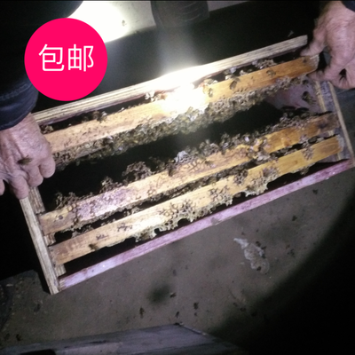 新手入门意蜂活群带脾和产卵王全套 + 技术指导 生产群 包邮包活 - 图0