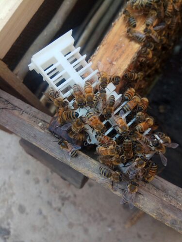 出售活体意蜂蜂群免邮费蜜蜂蜂群笼蜂蜂箱巢脾约1斤非中蜂群 - 图1