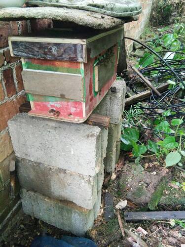 出售活体意蜂蜂群免邮费蜜蜂蜂群笼蜂蜂箱巢脾约1斤非中蜂群 - 图0
