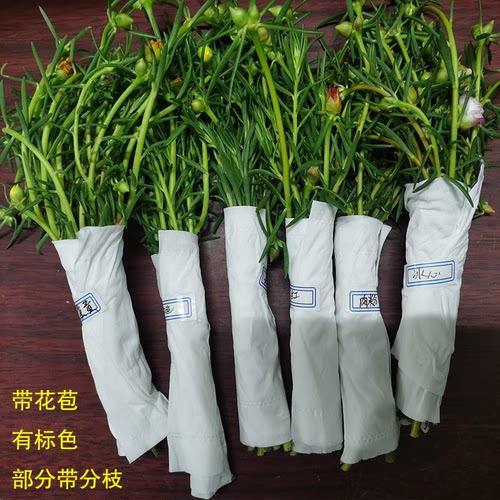 重瓣太阳花苗混色枝条带花苞多色宿根花卉盆栽植物室内外阳台耐热 - 图2