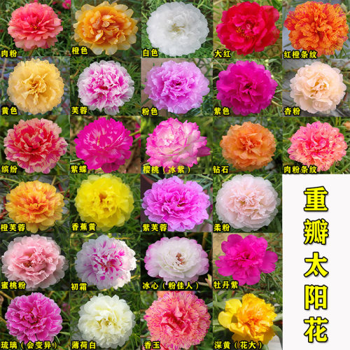 重瓣太阳花苗混色枝条带花苞多色宿根花卉盆栽植物室内外阳台耐热 - 图0