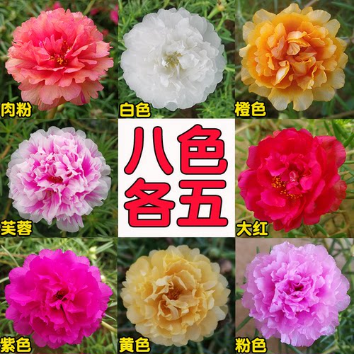 重瓣太阳花苗混色枝条带花苞多色宿根花卉盆栽植物室内外阳台耐热 - 图1