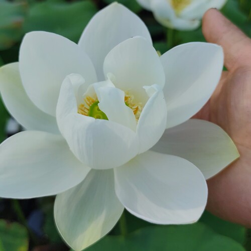 白玉莲观赏盆栽荷花种苗碗莲种藕苗子根室内阳台庭院鱼池净化空气 - 图1