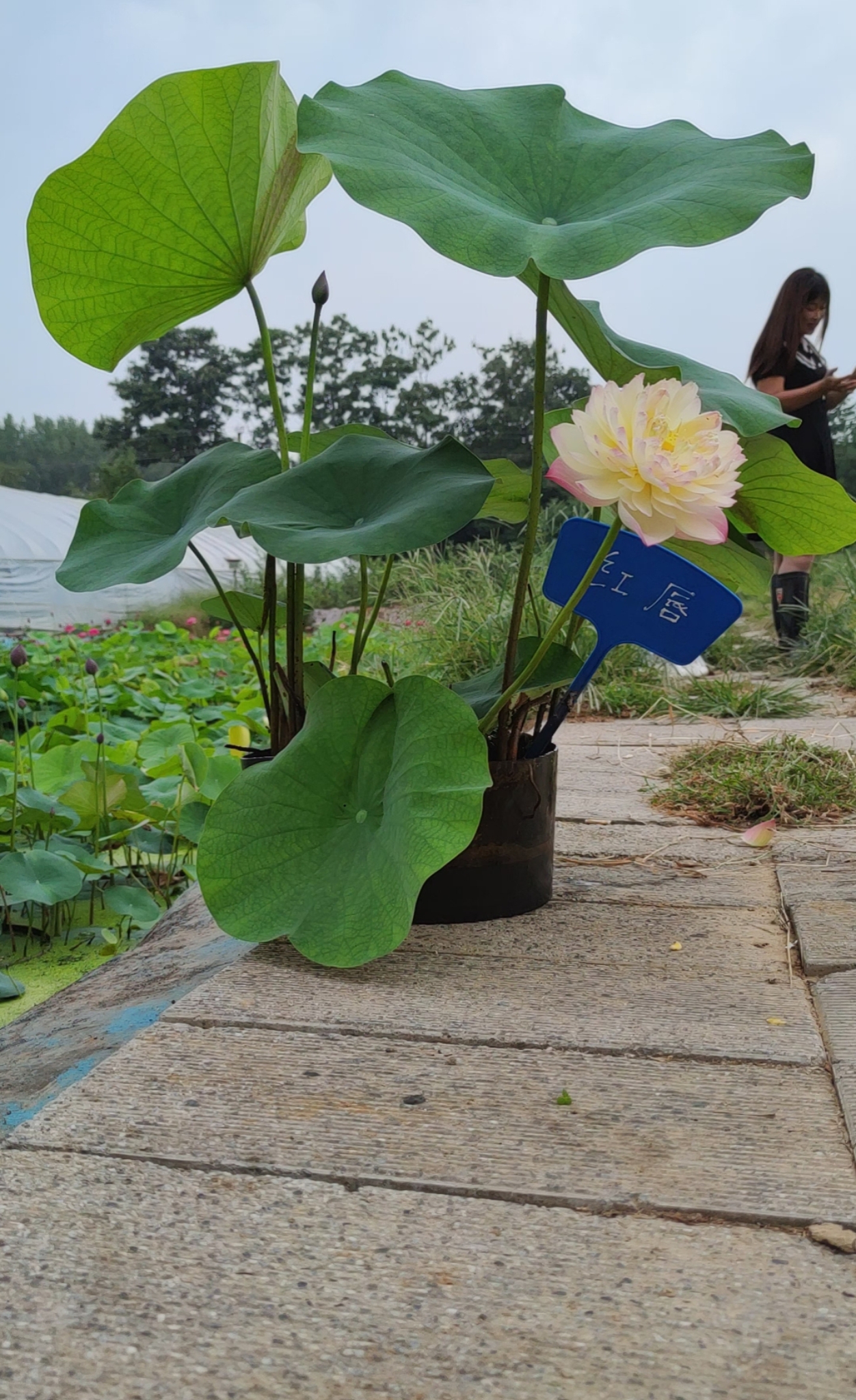 红唇大型观赏盆栽荷花碗莲种藕苗子室内阳台庭院鱼池水生植物花卉 - 图1