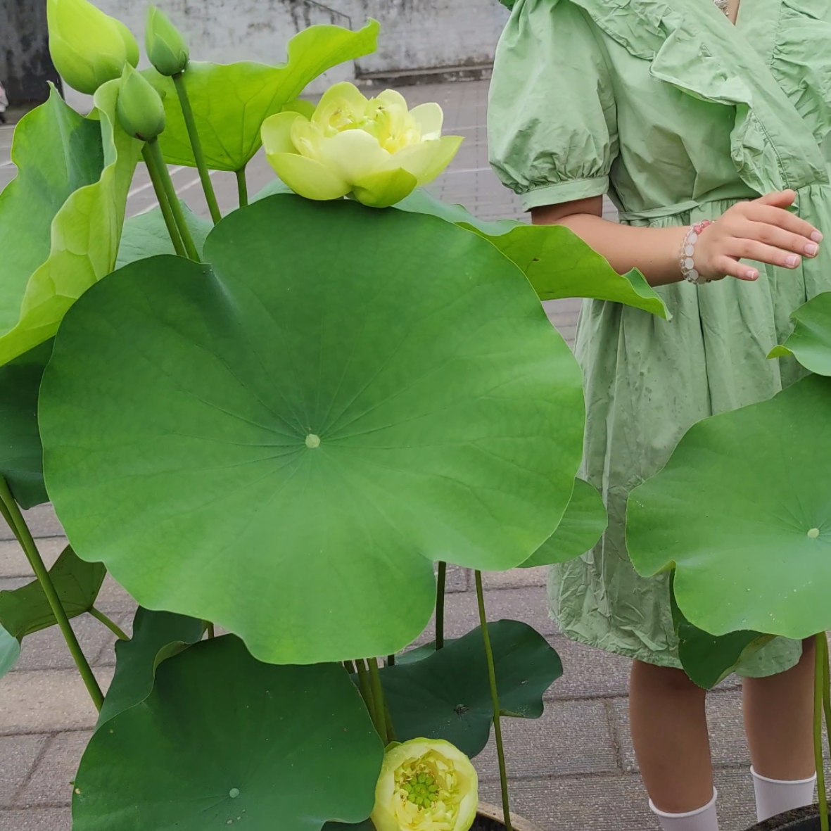 重瓣黄色大型荷花种藕根碗莲种苗子阳台庭院鱼池水生花卉睡莲室内-图2