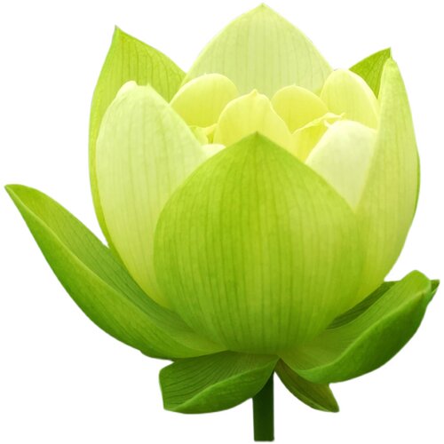金陵凝翠大型碗莲种藕苗子盆栽荷花种苗阳台室内庭院鱼池睡莲四季 - 图3