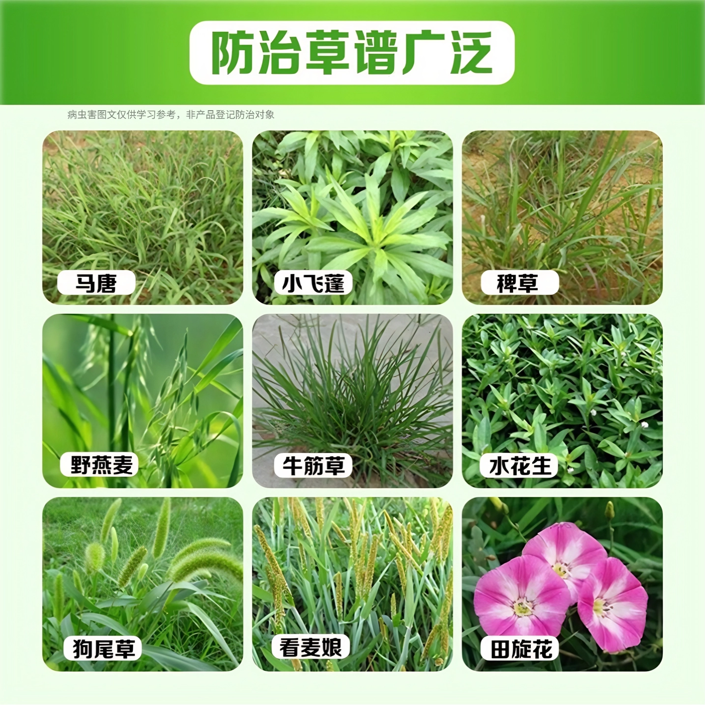 草铵膦农药除草剂大丰收惠选 草胺磷除草杂草 果园打草农药锄草剂,淘宝优惠券,粉丝福利购,淘宝优惠卷