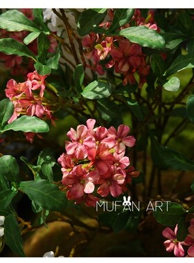 5头蓝雾花室内植物田园风