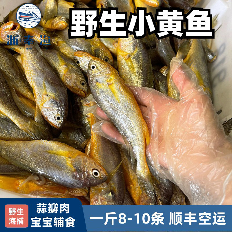 浙奉渔野生大黄鱼小条舟山野生小黄鱼新鲜海捕黄花鱼深海冰鲜新鲜,淘宝优惠券,粉丝福利购,淘宝优惠卷